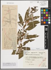 Foto von Salix triandra L.